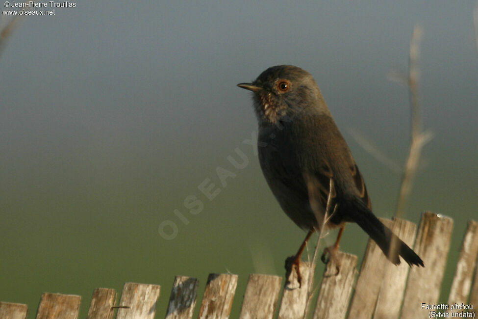 Dartford Warbler