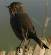 Dartford Warbler