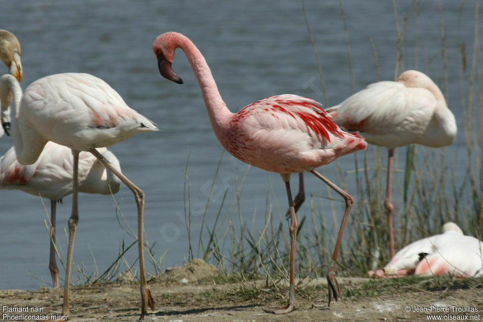 Lesser Flamingo