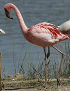 Lesser Flamingo