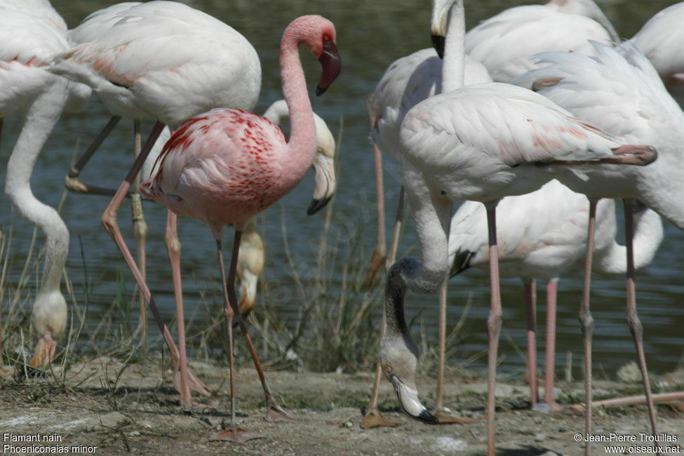 Lesser Flamingo