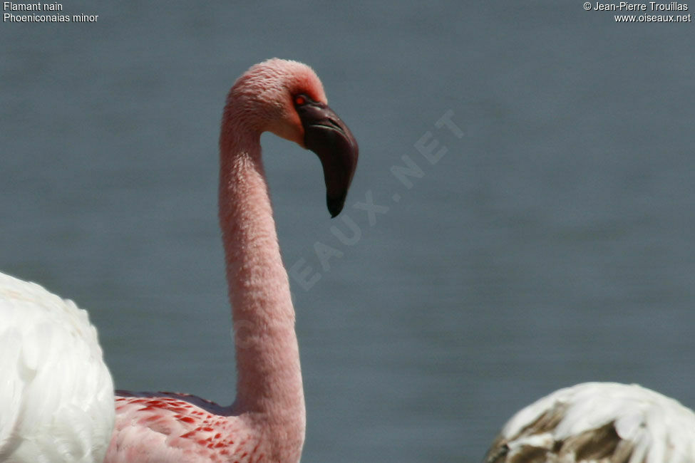 Lesser Flamingo