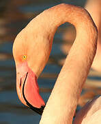 Flamant rose