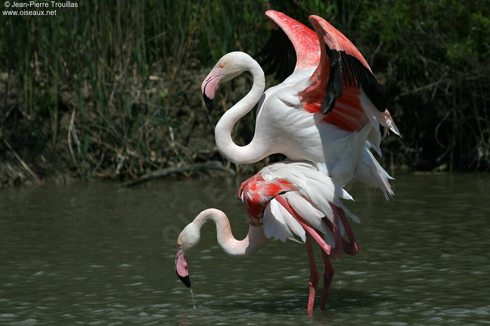 Flamant rose 