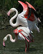 Flamant rose