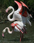 Flamant rose