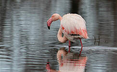 Flamant rose