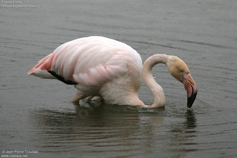 Greater Flamingo