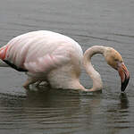 Flamant rose