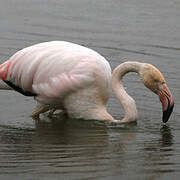 Greater Flamingo