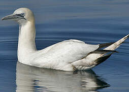 Northern Gannet