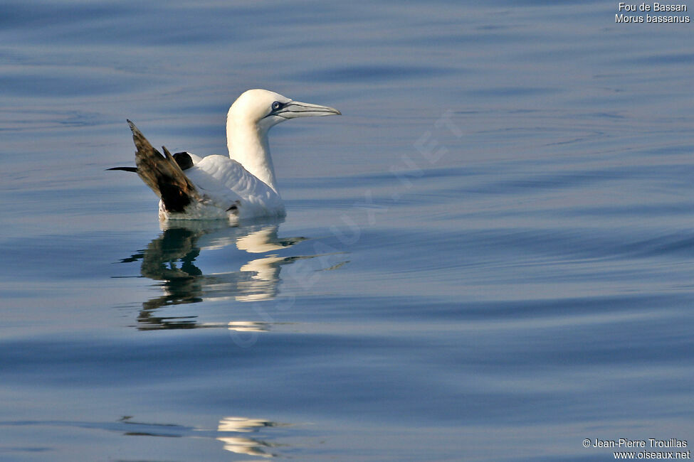 Northern Gannet