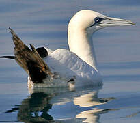 Northern Gannet