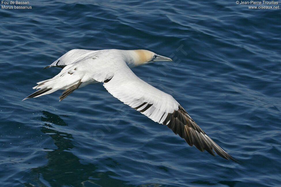 Northern Gannet