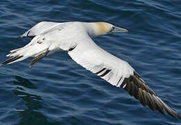 Northern Gannet