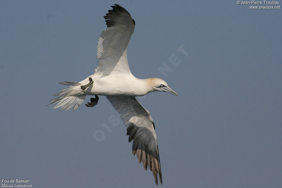 Northern Gannet