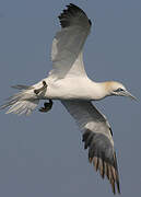 Northern Gannet