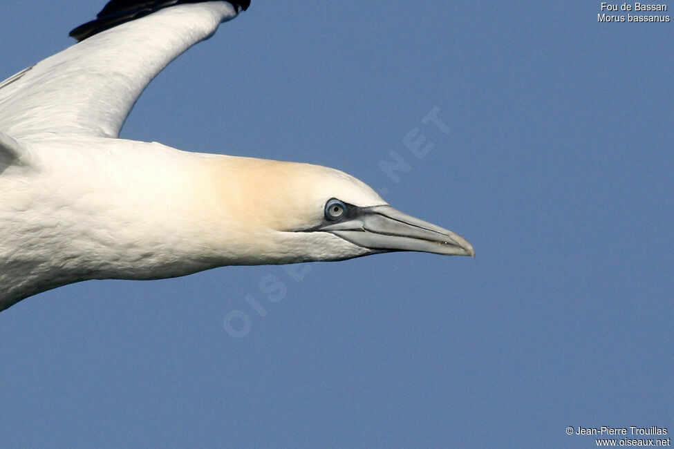 Northern Gannet