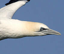 Northern Gannet