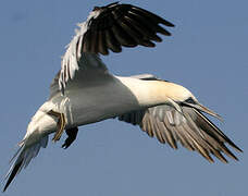 Northern Gannet