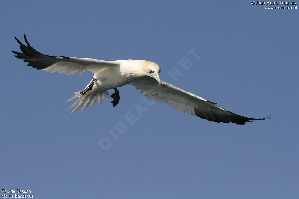 Northern Gannet