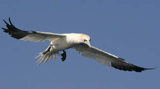 Northern Gannet