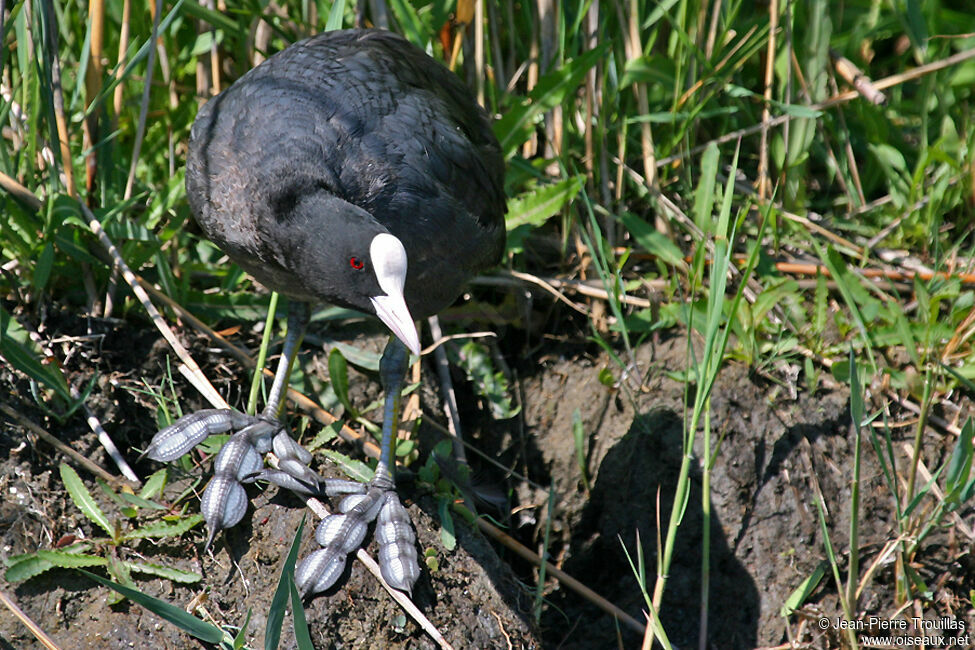 Foulque macrouleadulte