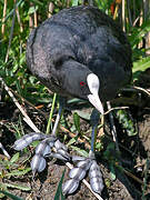 Eurasian Coot