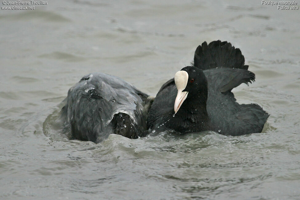 Eurasian Coot