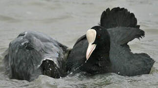 Eurasian Coot