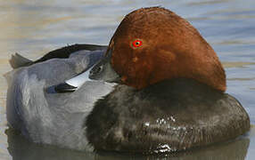 Common Pochard