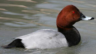 Common Pochard