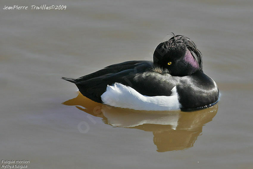 Tufted Duck male