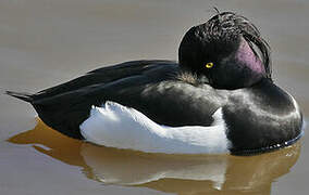 Tufted Duck