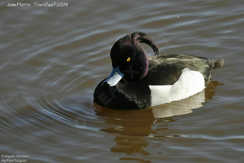 Tufted Duck male