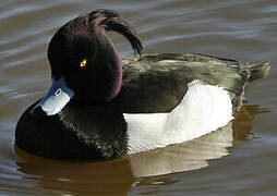 Tufted Duck