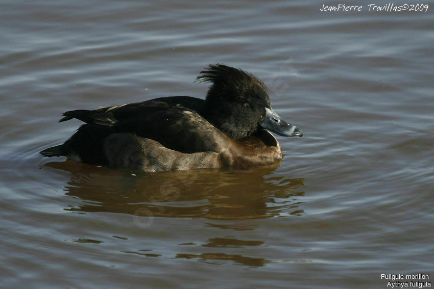 Tufted Duck female