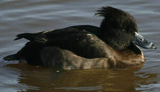 Tufted Duck