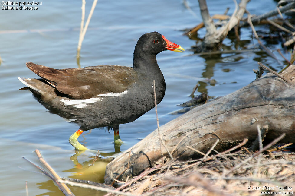 Gallinule poule-d'eauadulte