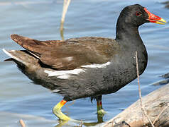 Common Moorhen