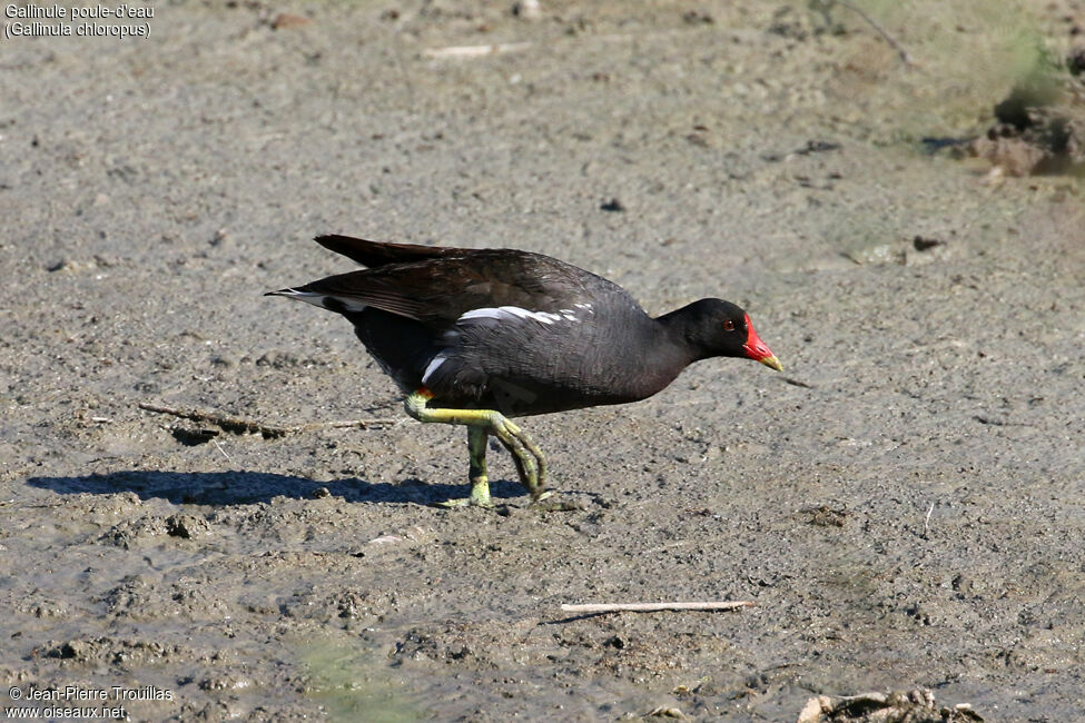 Gallinule poule-d'eauadulte