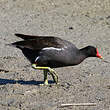 Gallinule poule-d'eau