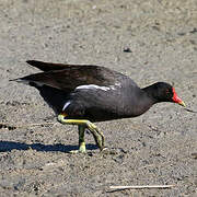 Common Moorhen