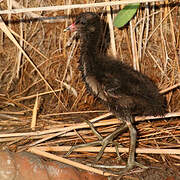 Common Moorhen