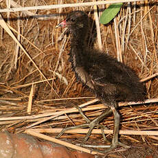 Gallinule poule-d'eau