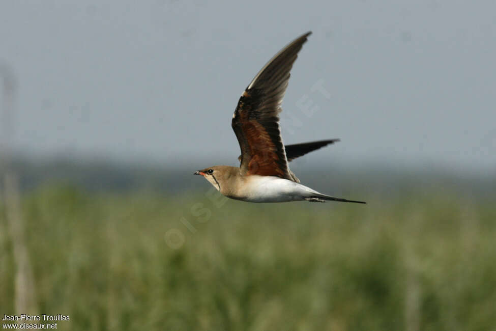 Collared Pratincoleadult, pigmentation, Flight