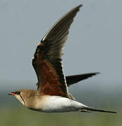 Collared Pratincole