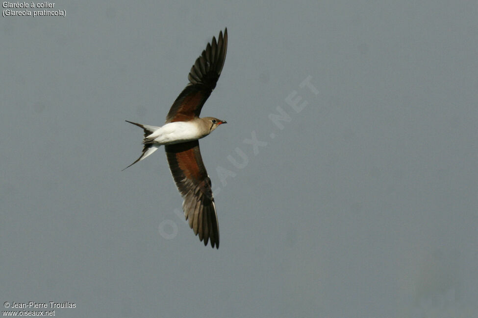 Collared Pratincoleadult