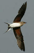 Collared Pratincole