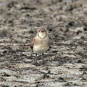 Collared Pratincole